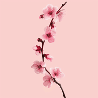 Thumbnail for Pink Simplicity 30x30cm - Diamond Painting 