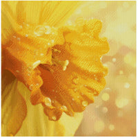 Thumbnail for Diamond painting template image – warm-toned macro image of a daffodil, sparkling droplets, and a soft golden bokeh background.