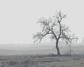 Thumbnail for The tree stands in the mist