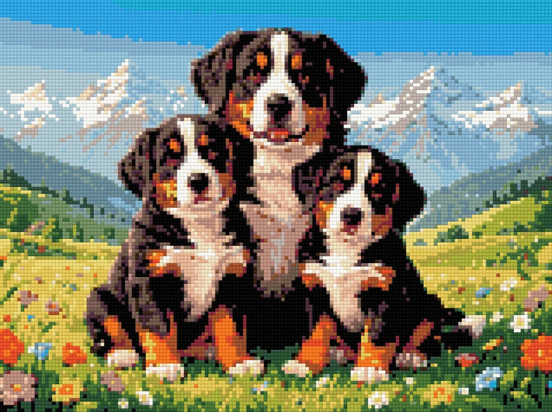 Diamantmönster för Bernese Mountain Dogs