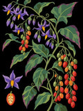 Thumbnail for Paint by numbers of bittersweet nightshade with violet flowers and red berry clusters on a black background.