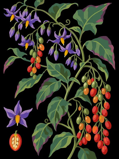 Paint by numbers of bittersweet nightshade with violet flowers and red berry clusters on a black background.