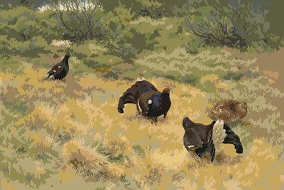 Paint by numbers of Liljefors's painting showing black grouse displaying in dry grass on a spring bog.