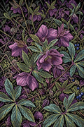 Thumbnail for Dark Purple Woodland Flowers, 40x60 cm diamond painting – full design preview without the close-up inset