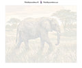 Thumbnail for Numbered canvas - Elephant in Savanna 50x40cm