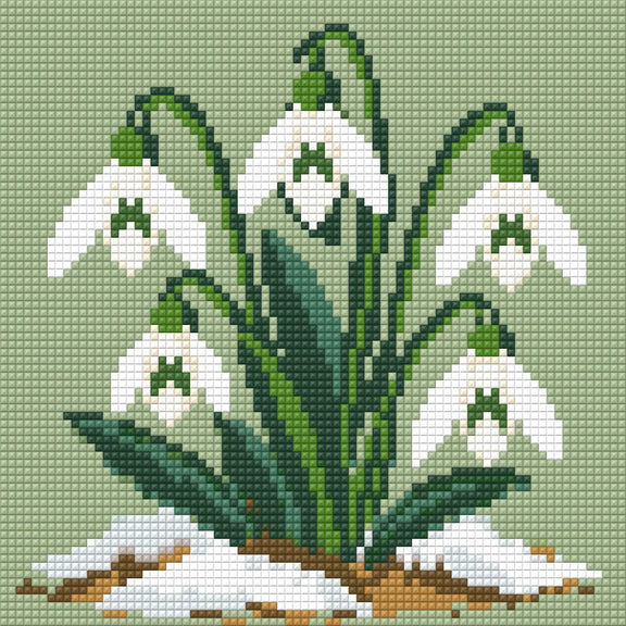 Förhandsvisning: vita snödroppar med mörkgröna blad bland smältande snö