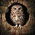 Thumbnail for Diamond Pattern - Hollow Tree Owl