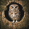 Thumbnail for Diamond Pattern - Hollow Tree Owl