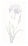 Thumbnail for Paint by numbers numbered canvas - Japanese Iris Large Blue Iris 40x70cm