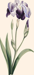 Thumbnail for Japanese Iris Large Blue Iris paint by numbers - John Edwards