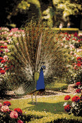 Thumbnail for Diamond pattern - Majestic Garden Peacock