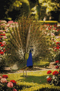 Thumbnail for Diamond pattern - Majestic Garden Peacock