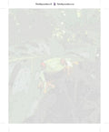 Thumbnail for Numbered canvas - Red-Eyed Treefrog 40x50cm