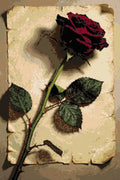 Thumbnail for Diamond Pattern - Red Rose on Paper