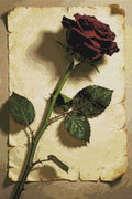 Thumbnail for Diamond Pattern - Red Rose on Paper