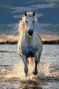 Thumbnail for Diamond pattern - Running White Horse