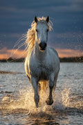 Thumbnail for Diamond painting featuring a white horse running in the water at sunset.