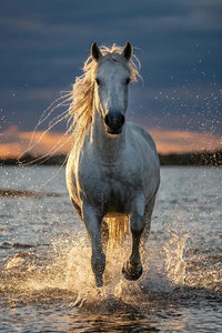 Thumbnail for Diamond painting featuring a white horse running in the water at sunset.