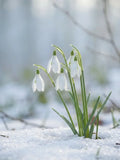 Thumbnail for Diamond painting of white snowdrops on melting snow.