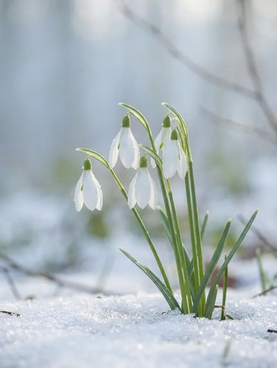 Diamond painting of white snowdrops on melting snow.
