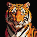 Miniatyrbild: Diamantmönster för Staring Tiger