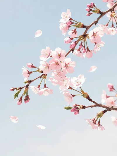 Timanttimaalaus Cherry Blossom Branch