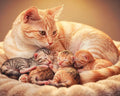 Thumbnail for Timanttimaalaus Mother Cat and Kittens