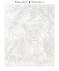 Thumbnail for Paint by numbers canvas - Lioness in Grass