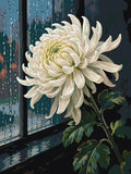 Thumbnail for White chrysanthemum in front of the window Paint By Numbers.